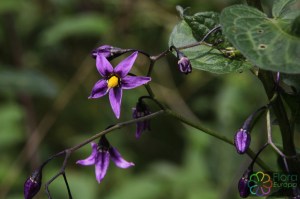 Solanum dulcamara (2)